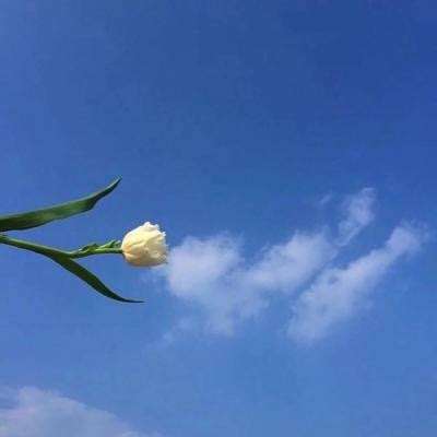 诺瓦骑兵官方