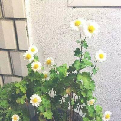沙城战歌内购破解版下载